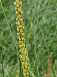 Attēlu rezultāti vaicājumam “Triglochin maritimum flower”