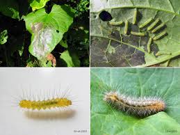Attēlu rezultāti vaicājumam “Spilosoma lutea larva”