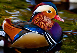 Attēlu rezultāti vaicājumam “Aix galericulata male”