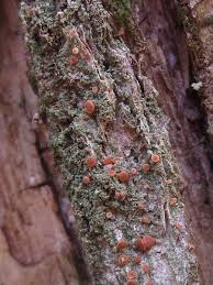 Attēlu rezultāti vaicājumam “Bacidia rubella”