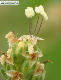 Attēlu rezultāti vaicājumam “Plantago media bud”