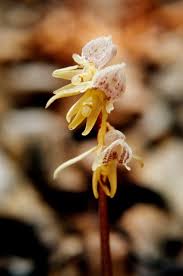 Attēlu rezultāti vaicājumam “Epipogium aphyllum”