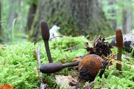 Attēlu rezultāti vaicājumam “Cordyceps stylophora”