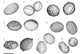 Attēlu rezultāti vaicājumam “Physarum ovisporum”
