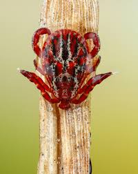Attēlu rezultāti vaicājumam “Dermacentor reticulatus”