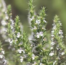 Image result for Bohnenkraut