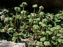 Attēlu rezultāti vaicājumam “Preissia quadrata”