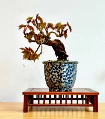 Image result for parthenocissus bonsai
