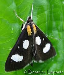 Attēlu rezultāti vaicājumam “Anania funebris”