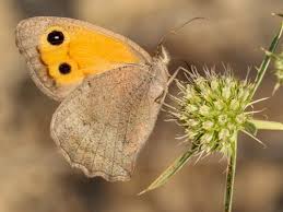 Attēlu rezultāti vaicājumam “Hyponephele lycaon male”