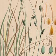 Attēlu rezultāti vaicājumam “Carex hostiana”