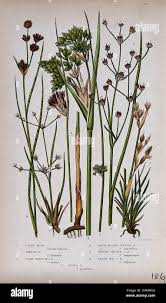 Attēlu rezultāti vaicājumam “Juncus stygius”