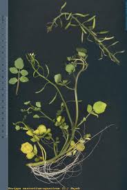 Image result for Rorippa nasturtium-aquaticum