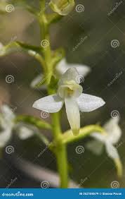 Attēlu rezultāti vaicājumam “Platanthera bifolia flower”