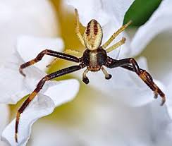 Attēlu rezultāti vaicājumam “Misumena vatia”