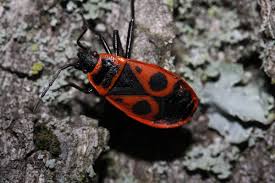 Attēlu rezultāti vaicājumam “Pyrrhocoris apterus nymph”
