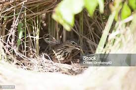 Image result for Anthus trivialis