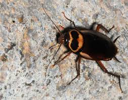 Image result for periplaneta americana