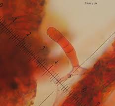 Attēlu rezultāti vaicājumam “Erysiphe galeopsidis”