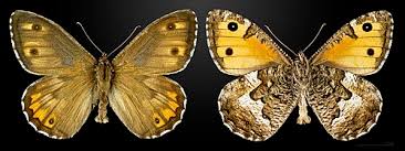 Attēlu rezultāti vaicājumam “Hipparchia semele underside”