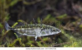 Attēlu rezultāti vaicājumam “Gasterosteus aculeatus”