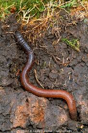 Attēlu rezultāti vaicājumam “Lumbricus terrestris”