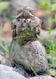 Attēlu rezultāti vaicājumam “Caprimulgus europaeus”