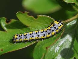 Attēlu rezultāti vaicājumam “Diloba caeruleocephala”