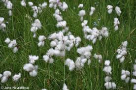 Attēlu rezultāti vaicājumam “Eriophorum angustifolium”