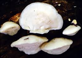 Attēlu rezultāti vaicājumam “Tyromyces chioneus”
