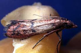 Attēlu rezultāti vaicājumam “Plodia interpunctella”