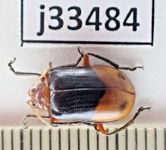 Attēlu rezultāti vaicājumam “Chrysomelidae”