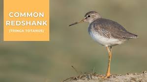 Attēlu rezultāti vaicājumam “Tringa totanus”