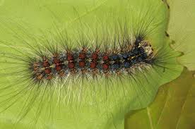 Attēlu rezultāti vaicājumam “Lymantria dispar”