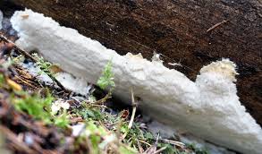 Attēlu rezultāti vaicājumam “Antrodia gossypium”