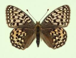 Attēlu rezultāti vaicājumam “Argynnis aglaja underside”