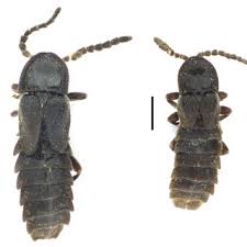 Attēlu rezultāti vaicājumam “Phosphaenus hemipterus male”