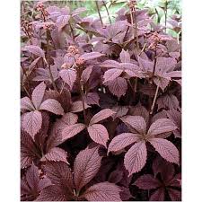 Image result for Rodgersia chocolate wings