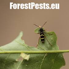 Attēlu rezultāti vaicājumam “Clytus arietis”