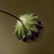 Attēlu rezultāti vaicājumam “Trifolium medium bud”