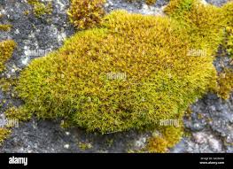 Attēlu rezultāti vaicājumam “Didymodon rigidulus sporophyte”