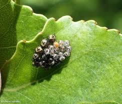 Attēlu rezultāti vaicājumam “Pentatomidae eggs”