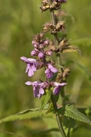 Attēlu rezultāti vaicājumam “Stachys palustris”