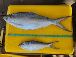 Image result for Alosa sapidissima