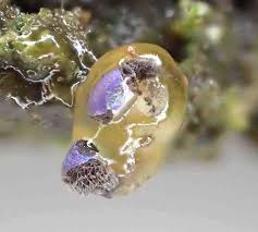 Attēlu rezultāti vaicājumam “Colloderma oculatum macro”