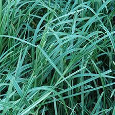 Attēlu rezultāti vaicājumam “Glyceria maxima leaf”