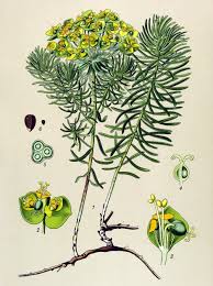 Attēlu rezultāti vaicājumam “Euphorbia cyparissias flower”