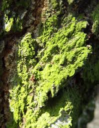 Attēlu rezultāti vaicājumam “Lepraria incana”