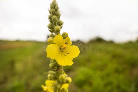 Attēlu rezultāti vaicājumam “Verbascum densiflorum leaf”