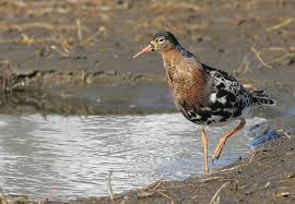 Attēlu rezultāti vaicājumam “Philomachus pugnax adult”